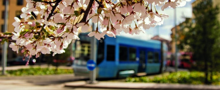 Kirsebærblomster foran en trikk i bakgrunnen.