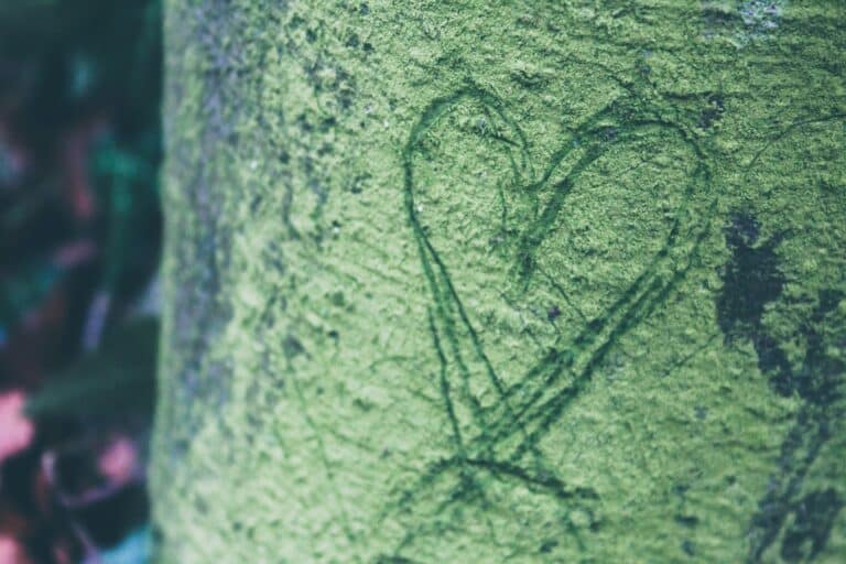 En trestamme som er grønn der noen har risset inn et hjerte.